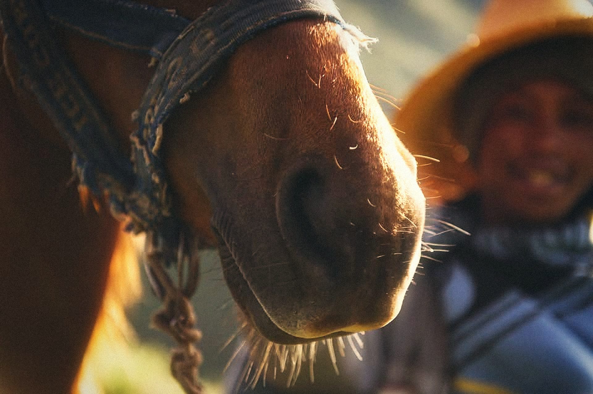A horse and its rider in the golden light of the Lesotho highlands